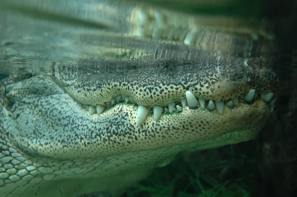 stock image Crocodile