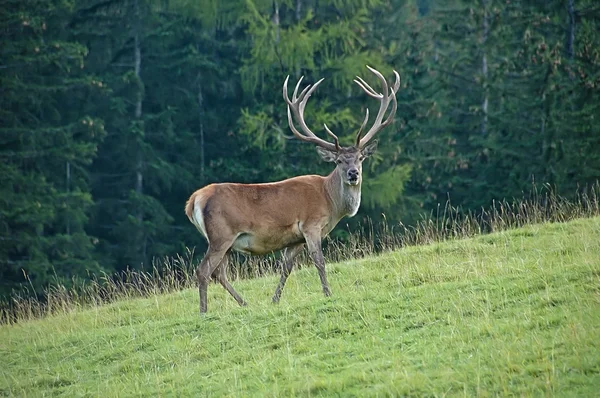 stock image Deer in the wood