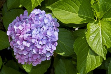 HORTENSIA yaz