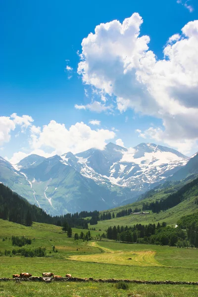 Vacker natur landskap i Alperna i Österrike. — Stockfoto