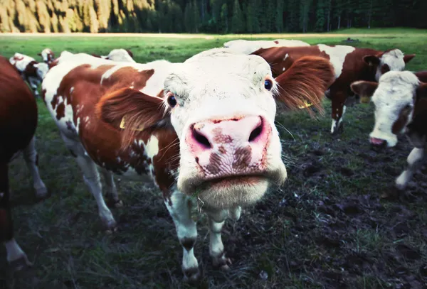 Lustige Kuh — Stockfoto