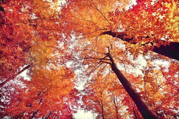 Schöner Herbstwald — Stockfoto