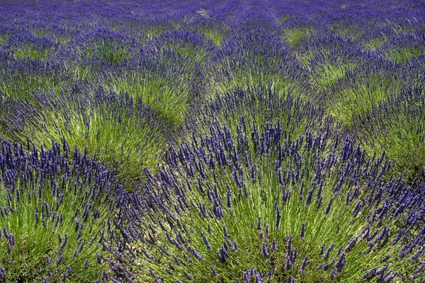 Provence, Fransa 'daki lavanta tarlası