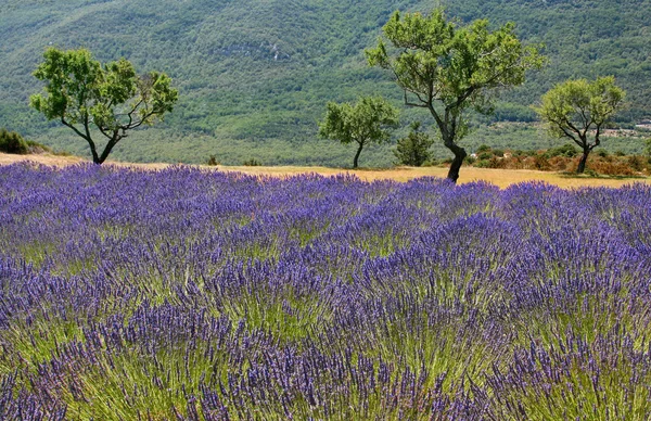 Câmp de lavandă în Provence, Franța — Fotografie, imagine de stoc