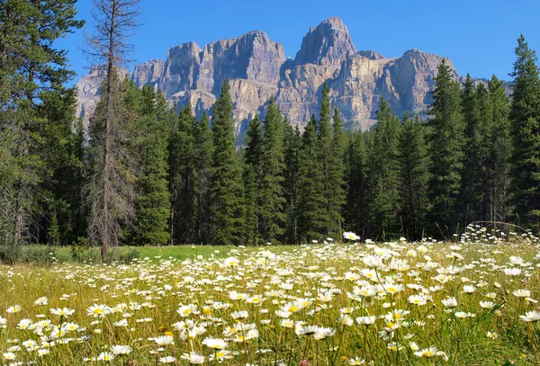 Natuurlijke landschap met rocky mountains in jasper nationaal park, alberta, canada — Stockfoto
