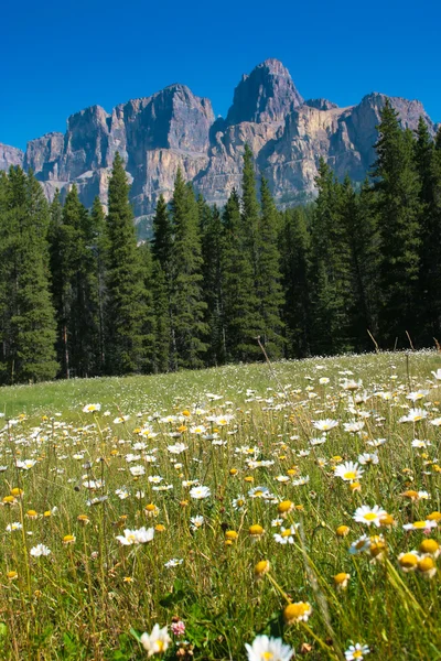 Природний ландшафт з Скелясті гори в Національний парк Джаспер, Альберта, Канада — стокове фото