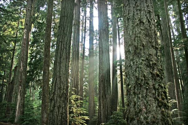 Foresta pluviale nella Columbia Britannica, Canada — Foto Stock