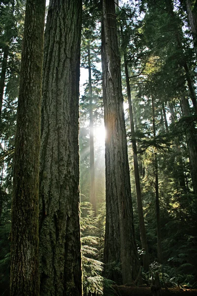 Τροπικό δάσος στη Βρετανική Κολομβία, Καναδάς — Φωτογραφία Αρχείου