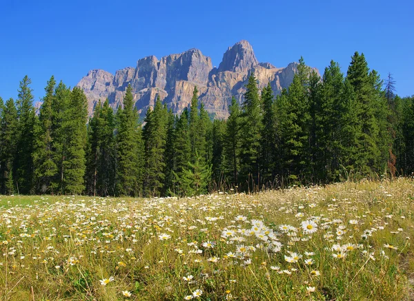 Naturen landskap med klippiga bergen i jasper national park, alberta, Kanada — Stockfoto