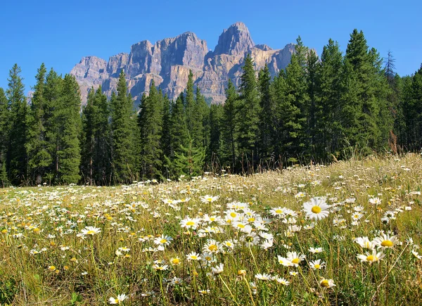 Přírodní krajina s rocky mountains v jasper national parku, alberta, Kanada — Stock fotografie