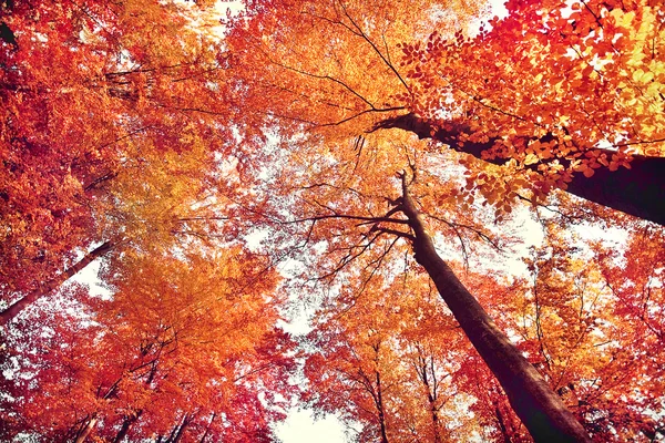Kaunis syksyn metsä — kuvapankkivalokuva