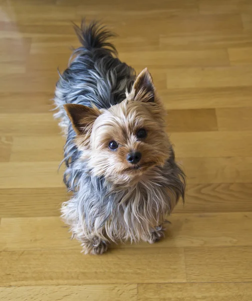 stock image Yorkshire Terrier