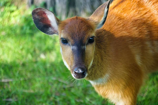 stock image Young female deer