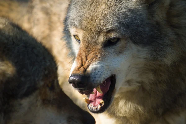 オオカミの歯をむく — ストック写真