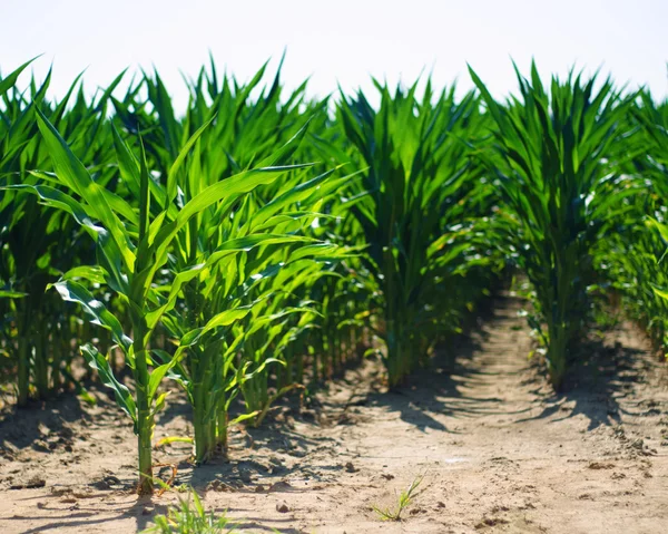 Close up of young corn field rows — Stock Photo, Image