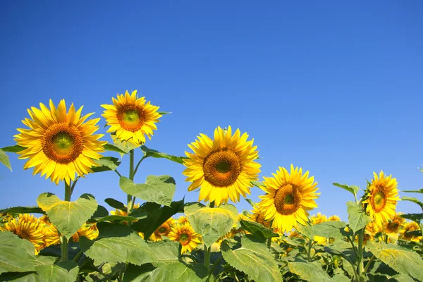 stock image Curvy sunflowers over clear blue sky