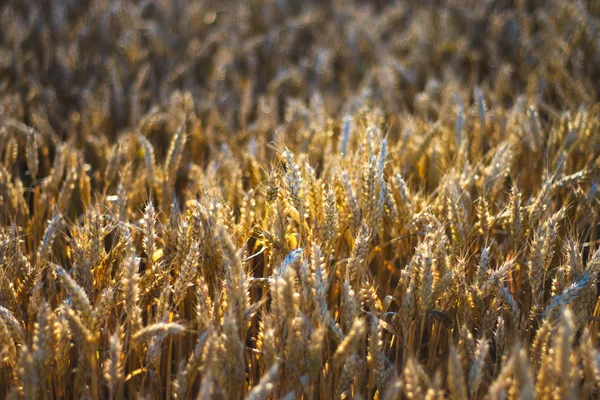 Mature wheat field detail — Stock Photo, Image