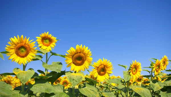 stock image Curved sunflower field detail