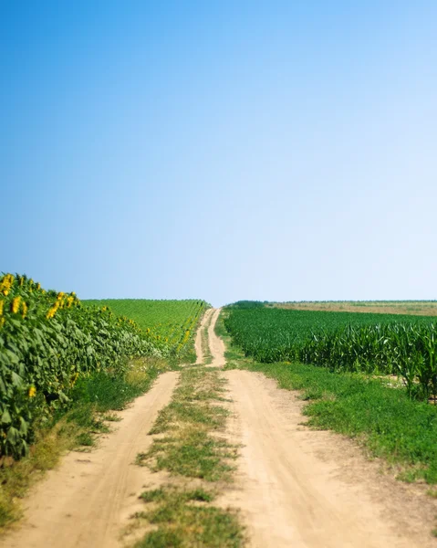 Pad tussen maïs- en zonnebloemvelden — Stockfoto