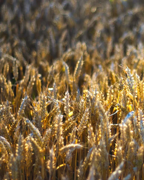 Mature wheat field — Stock Photo, Image
