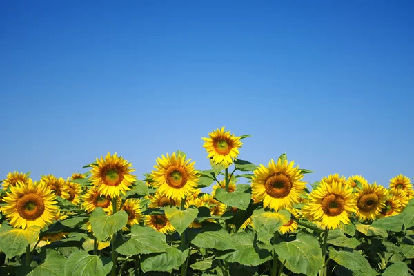 stock image Young sunflowers