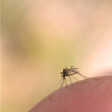 Macro of mosquito clipart