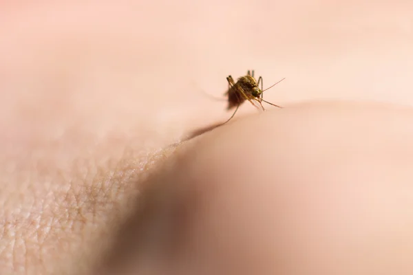 Macro do mosquito no tornozelo humano — Fotografia de Stock