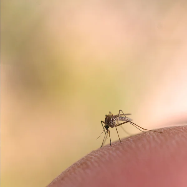 Macro di zanzara — Foto Stock