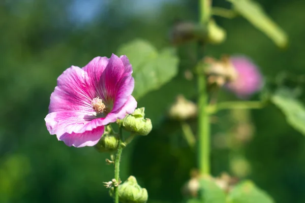 Stock image Marshmallow flower