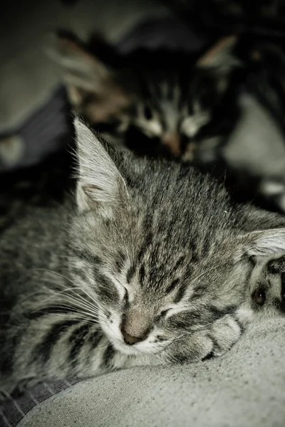 Koťata — Stock fotografie