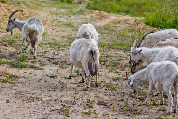 Goats graze — Stock Photo, Image