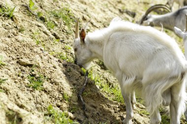 Goats graze clipart