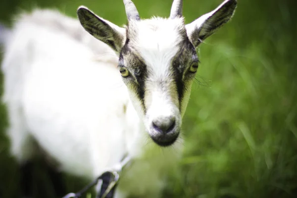 Goats graze — Stock Photo, Image