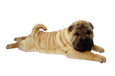 Shar pei