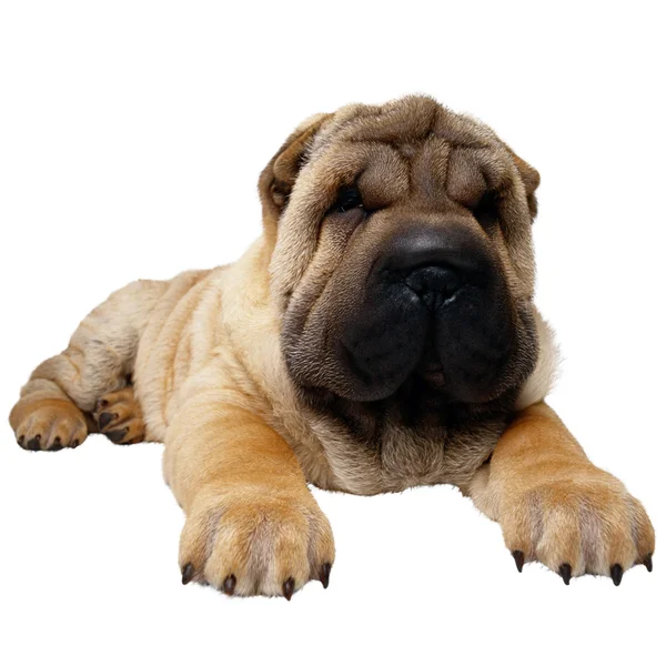 stock image Shar Pei