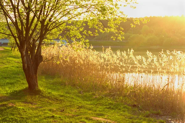 stock image Evening Landscape