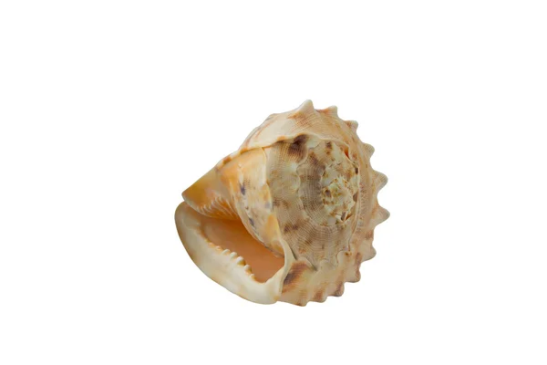 흰색에 분리 된 조개껍데기 — 스톡 사진