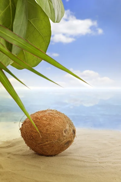 해변에 있는 코코넛 — 스톡 사진