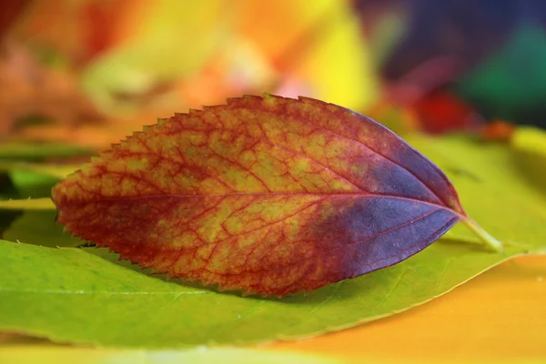 Automne feuille colorée fond flou — Photo