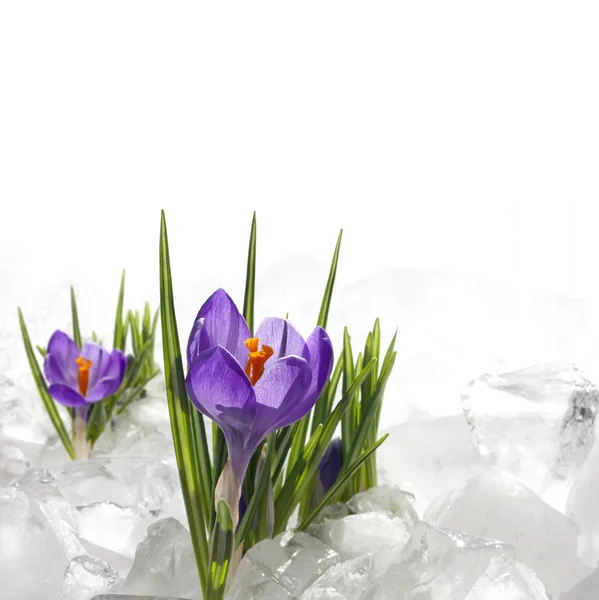 stock image Spring crocus in ice and snow