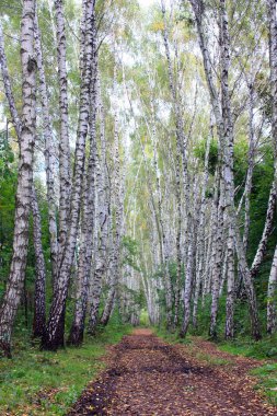 Birch sokağı