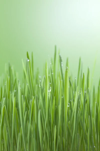 水と緑の草は抽象的な背景を削除します。 — ストック写真