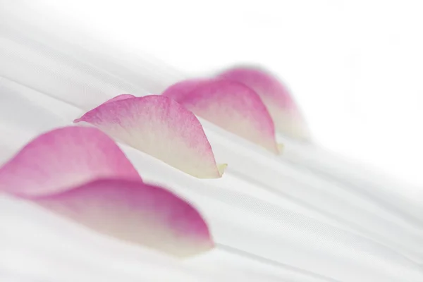 Pétales de rose doux abstrait — Photo