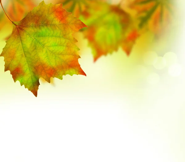 Herfstbladeren grens — Stockfoto