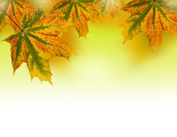 Sınır sonbahar yaprakları — Stok fotoğraf