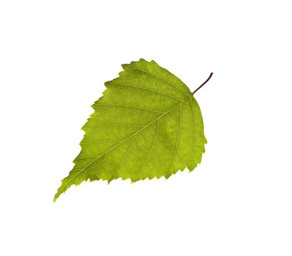 stock image Birch leaf Isolated on white