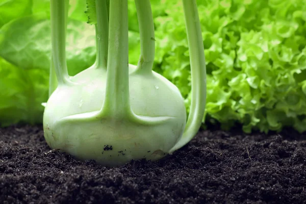Kohlrabi растет в саду органические овощи — стоковое фото