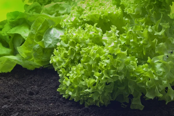 Салат растет в саду — стоковое фото