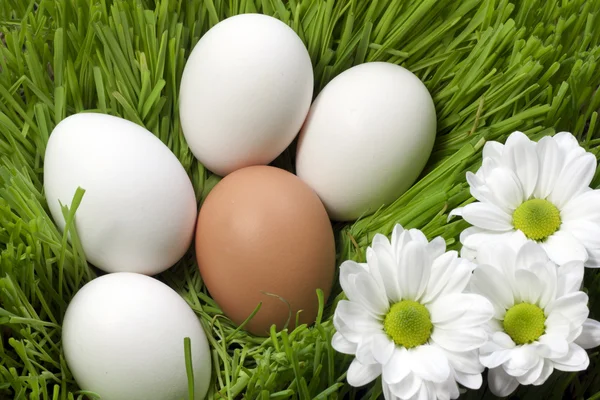 Ouă organice în iarbă verde — Fotografie, imagine de stoc