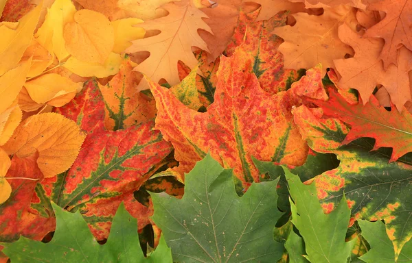 秋天的树叶多彩背景 — 图库照片